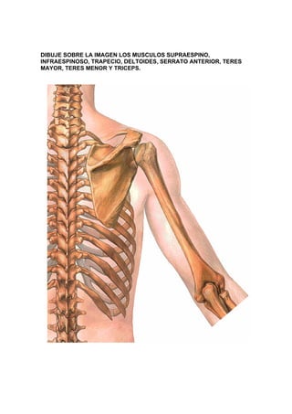 DIBUJE SOBRE LA IMAGEN LOS MUSCULOS SUPRAESPINO,
INFRAESPINOSO, TRAPECIO, DELTOIDES, SERRATO ANTERIOR, TERES
MAYOR, TERES MENOR Y TRICEPS.
 