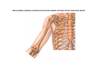 DIBUJE SOBRE LA IMAGEN LOS MUSCULOS PECTORAL MENOR, PECTORAL MAYOR, SUBCLAVIO, BICEPS.
 