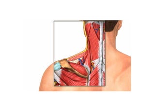 Guia miologia apendicular