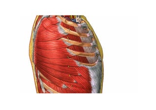 Guia miologia apendicular