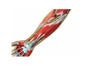 Guia miologia apendicular