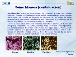 Reino Monera (continuación)
•   Cianobacterias: (bacterias fotosintéticas) Se presentan algunas como células
    aisladas y otras en un estado multicelular sencillo, organizadas en largas cadenas
    filamentosas. Su clorofila se encuentra en cromatóforos, los cuales no están
    organizados en cloroplastos. Su pigmento azul (ficocianina) al combinarse con la
    clorofila le da a estas células el característico color verdeazul.
•   Aunque a veces están ordenados formando filamentos o colonias, la división del
    trabajo que caracteriza a los pluricelulares casi no se observa en estos organismos.
    Las cianobacterias se desarrollan en los mares, ríos, lagos, arroyos, charcas, suelo
    húmedo, albercas y en general en los sitios con mucha humedad. También se les
    localiza en diferentes medios térmicos, desde las aguas heladas de las zonas
    glaciares hasta las elevadas temperaturas de las fuentes termales.




         Cocos               Bacilos             Espirilos
 