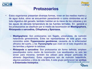 Protozoarios
•   Estos organismos presentan diversas formas, viven en los medios marino y
    de agua dulce, otros se encuentran parasitando o como simbiontes en el
    tubo digestivo del ganado, también habitan en la nieve de los volcanes y en
    las aguas de elevada temperatura de las fuentes termales. En general a
    los protozoarios se clasifican por si medio de locomoción en Mastigophora,
    Rhizopoda o sarcodina, Ciliophora y Sporozoa.

     – Mastigophora: Son protozoarios con flagelo, unicelulares, de nutrición
       heterótrofa generalmente, Entre los representantes de este grupo más
       conocidos están Trypanosoma gambiense, causante de la enfermedad
       africana del sueño, y los Tryconympha que viven en el tubo dogestivo de
       las termitas y digieren la celulosa.
     – Rhizopoda o sarcodina: Son protozoarios sin forma definida, emplean
       pseudópodos como medio de locomoción. Los seudópodos no solo les
       sirven para moverse, también los utilizan para atrapar partículas de
       alimento (fagocitosis). Estos organismos son de nutrición heterótrofa,
       algunos parásitos y otros de vida libre. A este grupo pertenecen las amibas
       o Entamoeba histolytica.
 