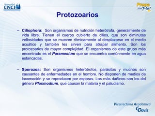 Protozoarios

– Ciliophora: Son organismos de nutrición heterótrofa, generalmente de
  vida libre. Tienen el cuerpo cubierto de cilios, que son diminutas
  vellosidades que se mueven rítmicamente al desplazarse en el medio
  acuático y también les sirven para atrapar alimento. Son los
  protozoarios de mayor complejidad. El organismos de este grupo más
  encontrado es el Paramecium que se encuentra comúnmente en agua
  estancadas.

– Sporozoa: Son organismos heterótrofos, parásitos y muchos son
  causantes de enfermedades en el hombre. No disponen de medios de
  locomoción y se reproducen por esporas. Los más dañinos son los del
  género Plasmodium, que causan la malaria y el paludismo.
 