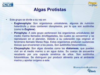 Algas Protistas

•   Este grupo se divide a su vez en:
     – Euglenophyta: Son organismos unicelulares, algunos de nutrición
        heterótrofa y otras contienen cloroplastos, por lo que son autótrofas
        (como la Euglena).
     – Pirrophyta: A este grupo pertenecen los organismos unicelulares del
        medio marino llamados dinoflagelados, los cuales se concentran y se
        reproducen en el plancton. Debido a su coloración roja originan el
        fenómeno llamado Marea Roja. Estos organismos producen sustancias
        tóxicas que envenenan a los peces. Son autótrofos fotosintéticos.
     – Chrysophyta: Son algas doradas como las diatomeas, que pueden
        vivir en el medio marino o en agua dulce. Su cuerpo de encuentra
        recubierto por una capsula simétrica de sílice. Son autótrofos
        fotosintéticas. Se distinguen por producir alimento para el ambiente
        marino y aportar oxígeno a este.
 