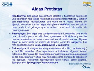 Algas Protistas
– Rhodophyta: Son algas que contiene clorofila y ficoeritrina que les da
  una coloración roja (algas rojas) Son autótrofas fotosintéticas y también
  son organismos multicelurares que viven en el medio marino. Un
  ejemplo conocido son las algas del género Gelidium que se utilizan
  para producir el gel Agar que se utiliza como medio de cultivo de
  micoorganismos
– Phaeophyta: Son algas que contiene clorofila y fucoxantina que les da
  una coloración parda o café. Son organismos multicelulares y son las
  que se encuentran en mayor cantidad en el medio marino. Algunas
  llegan a medir hasta 50 metros de longitud como los sargazos. Las
  más conocidas son: Fucus, Macrocystis y Laminaria.
– Chlorophyta: Son algas verdes que contienen clorofila, caroteno (rojo)
  y xantofila (amarillo). Son organismos unicelulares, algunas forman
  colonias o filamentos. Se encuentran generalmente en las aguas dulces
  de los ríos, lagunas y sitios muy húmedos como troncos de árboles en
  los bosques. Presentan reproducción tanto sexual como asexual.
  Ejemplos son Spirogyra y Chlamydomona.
 
