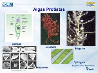 Algas Protistas




Euglena
                 Gelidium
                            Sargazos




                            Spirogyra

           Diatomeas
 