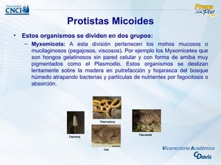 Protistas Micoides
• Estos organismos se dividen en dos grupos:
   – Myxomicota: A esta división pertenecen los mohos mucosos o
     mucilaginosos (pegajosos, viscosos). Por ejemplo los Myxomicetes que
     son hongos gelatinosos sin pared celular y con forma de amiba muy
     pigmentados como el Plasmodio. Estos organismos se deslizan
     lentamente sobre la madera en putrefacción y hojarasca del bosque
     húmedo atrapando bacterias y partículas de nutrientes por fagocitosis o
     absorción.
 