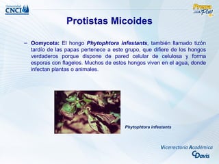 Protistas Micoides

– Oomycota: El hongo Phytophtora infestants, también llamado tizón
  tardío de las papas pertenece a este grupo, que difiere de los hongos
  verdaderos porque dispone de pared celular de celulosa y forma
  esporas con flagelos. Muchos de estos hongos viven en el agua, donde
  infectan plantas o animales.




                                       Phytophtora infestants
 
