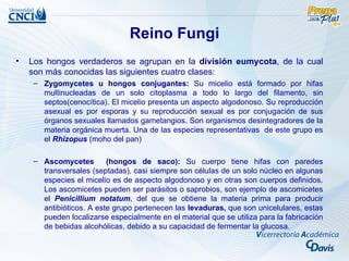 Reino Fungi
•   Los hongos verdaderos se agrupan en la división eumycota, de la cual
    son más conocidas las siguientes cuatro clases:
     – Zygomycetes u hongos conjugantes: Su micelio está formado por hifas
       multinucleadas de un solo citoplasma a todo lo largo del filamento, sin
       septos(cenocítica). El micelio presenta un aspecto algodonoso. Su reproducción
       asexual es por esporas y su reproducción sexual es por conjugación de sus
       órganos sexuales llamados gametangios. Son organismos desintegradores de la
       materia orgánica muerta. Una de las especies representativas de este grupo es
       el Rhizopus (moho del pan)

     – Ascomycetes        (hongos de saco): Su cuerpo tiene hifas con paredes
       transversales (septadas), casi siempre son células de un solo núcleo en algunas
       especies el micelio es de aspecto algodonoso y en otras son cuerpos definidos.
       Los ascomicetes pueden ser parásitos o saprobios, son ejemplo de ascomicetes
       el Penicillium notatum, del que se obtiene la materia prima para producir
       antibióticos. A este grupo pertenecen las levaduras, que son unicelulares, estas
       pueden localizarse especialmente en el material que se utiliza para la fabricación
       de bebidas alcohólicas, debido a su capacidad de fermentar la glucosa.
 