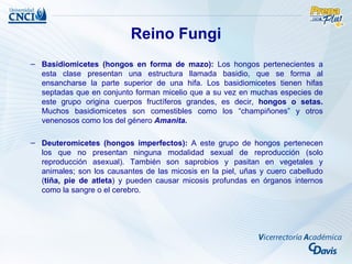 Reino Fungi
– Basidiomicetes (hongos en forma de mazo): Los hongos pertenecientes a
  esta clase presentan una estructura llamada basidio, que se forma al
  ensancharse la parte superior de una hifa. Los basidiomicetes tienen hifas
  septadas que en conjunto forman micelio que a su vez en muchas especies de
  este grupo origina cuerpos fructíferos grandes, es decir, hongos o setas.
  Muchos basidiomicetes son comestibles como los “champiñones” y otros
  venenosos como los del género Amanita.

– Deuteromicetes (hongos imperfectos): A este grupo de hongos pertenecen
  los que no presentan ninguna modalidad sexual de reproducción (solo
  reproducción asexual). También son saprobios y pasitan en vegetales y
  animales; son los causantes de las micosis en la piel, uñas y cuero cabelludo
  (tiña, pie de atleta) y pueden causar micosis profundas en órganos internos
  como la sangre o el cerebro.
 