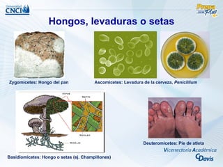 Hongos, levaduras o setas




Zygomicetes: Hongo del pan             Ascomicetes: Levadura de la cerveza, Penicillium




                                                             Deuteromicetes: Pie de atleta


Basidiomicetes: Hongo o setas (ej. Champiñones)
 