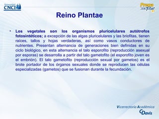 Reino Plantae

•   Los vegetales son los organismos pluricelulares autótrofos
    fotosintéticos; a excepción de las algas pluricelulares y las briofitas, tienen
    raíces, tallos y hojas verdaderas, así como vasos conductores de
    nutrientes. Presentan alternancia de generaciones bien definidas en su
    ciclo biológico, en esta alternancia el talo esporofito (reproducción asexual
    por esporas) se desarrolla a partir del talo gametofito (el esporofito joven es
    el embrión). El talo gametofito (reproducción sexual por gametos) es el
    brote portador de los órganos sexuales donde se reproducen las células
    especializadas (gametos) que se fusionan durante la fecundación.
 