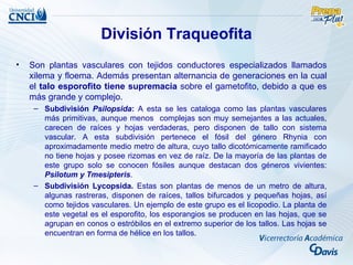 División Traqueofita
•   Son plantas vasculares con tejidos conductores especializados llamados
    xilema y floema. Además presentan alternancia de generaciones en la cual
    el talo esporofito tiene supremacía sobre el gametofito, debido a que es
    más grande y complejo.
     – Subdivisión Psilopsida: A esta se les cataloga como las plantas vasculares
       más primitivas, aunque menos complejas son muy semejantes a las actuales,
       carecen de raíces y hojas verdaderas, pero disponen de tallo con sistema
       vascular. A esta subdivisión pertenece el fósil del género Rhynia con
       aproximadamente medio metro de altura, cuyo tallo dicotómicamente ramificado
       no tiene hojas y posee rizomas en vez de raíz. De la mayoría de las plantas de
       este grupo solo se conocen fósiles aunque destacan dos géneros vivientes:
       Psilotum y Tmesipteris.
     – Subdivisión Lycopsida. Estas son plantas de menos de un metro de altura,
       algunas rastreras, disponen de raíces, tallos bifurcados y pequeñas hojas, así
       como tejidos vasculares. Un ejemplo de este grupo es el licopodio. La planta de
       este vegetal es el esporofito, los esporangios se producen en las hojas, que se
       agrupan en conos o estróbilos en el extremo superior de los tallos. Las hojas se
       encuentran en forma de hélice en los tallos.
 