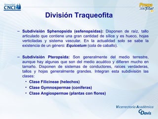División Traqueofita

– Subdivisión Sphenopsida (esfenopsidas): Disponen de raíz, tallo
  articulado que contiene una gran cantidad de sílice y es hueco, hojas
  verticiladas y sistema vascular. En la actualidad solo se sabe la
  existencia de un género: Equicetum (cola de caballo).

– Subdivisión Pteropsida: Son generalmente del medio terrestre,
  aunque hay algunas que son del medio acuático y difieren mucho en
  tamaño. Disponen de sistemas de conductores, raíces verdaderas,
  tallos y hojas generalmente grandes. Integran esta subdivisión las
  clases:
    • Clase Filicineae (helechos)
    • Clase Gymnospermae (coníferas)
    • Clase Angiospermae (plantas con flores)
 