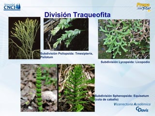 División Traqueofita




Subdivisión Psilopsida: Tmesipteris,
Psilotum
                                          Subdivisión Lycopsida: Licopodio




                                       Subdivisión Sphenopsida: Equisetum
                                       (cola de caballo)
 