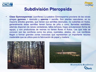 Subdivisión Pteropsida
•   Clase Gymnospermae: (coníferas) La palabra Gimnosperma proviene de las raíces
    griegas gymnos = desnudo y sperma = semilla. Son plantas vasculares, en su
    mayoría árboles grandes, que tienen sus semillas desnudas, no cubiertas en frutos,
    generalmente éstas semillas tienen forma de piña o cono, llamadas estróbilos;
    además disponen de raíces verdaderas, tallos leñosos, hojas aciculares(en forma de
    aguja), y son productoras de resinas no tienen flores ni frutos. Las que más se
    conocen son las coníferas como los pinos, oyameles, abetos, etc. Las coníferas
    llegan a formar grandes zonas boscosas que representan un importante recurso
    maderable que se utiliza para la fabricación de papel y madera.
 