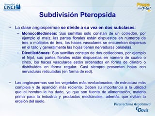 Subdivisión Pteropsida
• La clase angiospermae se divide a su vez en dos subclases:
     – Monocotiledóneas: Sus semillas solo constan de un cotiledón, por
       ejemplo el maíz, las partes florales están dispuestos en números de
       tres o múltiplos de tres, los haces vasculares se encuentran dispersos
       en el tallo y generalmente las hojas tienen nervaduras paralelas.
     – Dicotiledóneas: Sus semillas constan de dos cotiledones, por ejemplo
       el frijol, sus partes florales están dispuestas en número de cuatro o
       cinco, los haces vasculares están ordenados en forma de cilindro o
       distribuidos en forma regular. Casi siempre presentan hojas con
       nervaduras reticuladas (en forma de red).

•   Las angiospermas son los vegetales más evolucionados, de estructura más
    compleja y de aparición más reciente. Deben su importancia a la utilidad
    que el hombre le ha dado, ya que son fuente de alimentación, materia
    prima para la industria y productos medicinales, además que evitan la
    erosión del suelo.
 