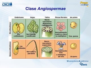 Clase Angiospermae
 