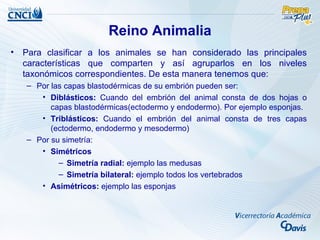 Reino Animalia
•   Para clasificar a los animales se han considerado las principales
    características que comparten y así agruparlos en los niveles
    taxonómicos correspondientes. De esta manera tenemos que:
    – Por las capas blastodérmicas de su embrión pueden ser:
       • Diblásticos: Cuando del embrión del animal consta de dos hojas o
          capas blastodérmicas(ectodermo y endodermo). Por ejemplo esponjas.
       • Triblásticos: Cuando el embrión del animal consta de tres capas
          (ectodermo, endodermo y mesodermo)
    – Por su simetría:
       • Simétricos
            – Simetría radial: ejemplo las medusas
            – Simetría bilateral: ejemplo todos los vertebrados
       • Asimétricos: ejemplo las esponjas
 
