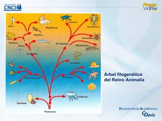 Árbol filogenético
del Reino Animalia
 