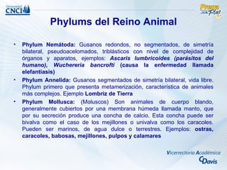 Phylums del Reino Animal

•   Phylum Nemátoda: Gusanos redondos, no segmentados, de simetría
    bilateral, pseudoacelomados, triblásticos con nivel de complejidad de
    órganos y aparatos, ejemplos: Ascaris lumbricoides (parásitos del
    humano), Wuchereria bancrofti (causa la enfermedad llamada
    elefantiasis)
•   Phylum Annelida: Gusanos segmentados de simetría bilateral, vida libre.
    Phylum primero que presenta metamerización, característica de animales
    más complejos. Ejemplo Lombriz de Tierra
•   Phylum Mollusca: (Moluscos) Son animales de cuerpo blando,
    generalmente cubiertos por una membrana húmeda llamada manto, que
    por su secreción produce una concha de calcio. Esta concha puede ser
    bivalva como el caso de los mejillones o univalva como los caracoles.
    Pueden ser marinos, de agua dulce o terrestres. Ejemplos: ostras,
    caracoles, babosas, mejillones, pulpos y calamares
 