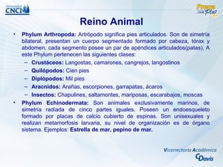 Reino Animal
•   Phylum Arthropoda: Artrópodo significa pies articulados. Son de simetría
    bilateral, presentan un cuerpo segmentado formado por cabeza, tórax y
    abdomen, cada segmento posee un par de apéndices articulados(patas), A
    este Phylum pertenecen las siguientes clases:
     – Crustáceos: Langostas, camarones, cangrejos, langostinos
     – Quilópodos: Cien pies
     – Diplópodos: Mil pies
     – Aracnidos: Arañas, escorpiones, garrapatas, ácaros
     – Insectos: Chapulines, saltamontes, mariposas, escarabajos, moscas
•   Phylum Echinodermata: Son animales exclusivamente marinos, de
    simetría radiada de cinco partes iguales. Poseen un endoesqueleto
    formado por placas de calcio cubierto de espinas. Son unisexuales y
    realizan metamorfosis larvaria, su nivel de organización es de órgano
    sistema. Ejemplos: Estrella de mar, pepino de mar.
 