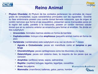 Reino Animal
•   Phylum Chordata: Al Phylum de los cordados pertenecen los animales de mayor
    grado de complejidad, cuyas característica principales son las siguientes: Durante
    su fase embrionaria poseen una cuerda dorsal llamada notocorda, que da origen al
    cordón nerivioso que forma el eje esquelético, presentan sacos branquiales pares en
    la región del cuello, paralelo a la notocorda, poseen un cordón nervioso tubular
    dorsal que en su extremo anterior se ensancha para formar el encéfalo. Se divide en
    tres subphylum:
      – Urocordata: Animales marinos sésiles en forma de barrilete
      – Cephalocordata: Incluye a los amphioxus (pequeño animal marino en forma de
         pez)
      – Vertebrata: (vertebrados) este subphylum a su vez se divide en 7 clases:
           • Agnata o Ciclostomata: peces sin mandíbula como el lamprea o pez
              bruja
           • Chondrichthyes: peces cartilaginosos como los tiburones y la rayas.
           • Osteichthyes: peces con sistema óseo, la mayoría de los peces que se
              conocen
           • Amphibia: (anfibios) ranas, sapos, salmandras
           • Reptilia: (reptiles) tortugas, lagartos, lagartijas, cocodrilos
           • Aves: los pájaros
           • Mammalia: (mamíferos) ballenas, gatos, perros, hombre
 