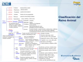 Clasificación del
Reino Animal
 