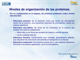 Niveles de organización de las proteínas.
•   Por su configuración en el espacio, las proteínas presentan cuatro niveles
    estructurales:

     – Estructura primaria: Es el acomodo lineal que tienen los aminoácidos
       dentro de la proteína, una secuencia ordenada de aminoácidos unidos por
       enlaces peptídicos.
     – Estructura secundaria: Se forma de los acomodos en el espacio que
       adoptan las cadenas polipetídicas:
         – Hélice alfa (α) en forma de escalera de caracol o resorte estirado.
         – Lámina plegada beta (β)
     – Estructura terciaria: Conformación muy compleja, generalmente globular,
       que adquieren las estructuras secundarias al replegarse en si mismas.
     – Estructura cuaternaria: Se presenta cuando dos o más cadenas interactúan
       formando una proteína gigantesca, como la hemoglobina.
 