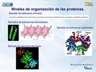 Niveles de organización de las proteínas.
Ejemplo de estructura primaria:


Ejemplos de estructuras secundarias:

                                       Ejemplo de estructura cuaternaria:




Ejemplo de estructura terciaria:
 