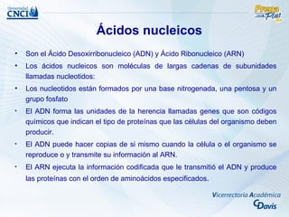 Ácidos nucleicos
•   Son el Ácido Desoxirribonucleico (ADN) y Ácido Ribonucleico (ARN)
•   Los ácidos nucleicos son moléculas de largas cadenas de subunidades
    llamadas nucleotidos:
•   Los nucleotidos están formados por una base nitrogenada, una pentosa y un
    grupo fosfato
•   El ADN forma las unidades de la herencia llamadas genes que son códigos
    químicos que indican el tipo de proteínas que las células del organismo deben
    producir.
•   El ADN puede hacer copias de si mismo cuando la célula o el organismo se
    reproduce o y transmite su información al ARN.
•   El ARN ejecuta la información codificada que le transmitió el ADN y produce
    las proteínas con el orden de aminoácidos especificados.
 