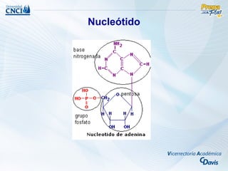 Nucleótido
 
