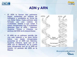 ADN y ARN
•   El ADN lo forman dos polímeros
    largos, sostenidos por enlaces de
    hidrógeno y enrollados en forma de
    una doble hélice. Cada polímero está
    formado    por    una   cadena     de
    nucleótidos. Debido a que exiten 4
    bases nitrogenadas hay 4 nucleótidos
    dierentes para el ADN : Adenina,
    Guanina, Timina y Citosina. La
    pentosa del DNA es la desoxirribosa.

•   El ARN es un polímero sencillo (de
    una sola cadena) y no tiene forma
    hélice. Las bases nitrogenadas
    presentes en el ARN son Adenina,
    Guanina, Citosina, igual que en el
    ADN con la diferencia de la cuarta
    base nitrogenada que en el ARN es
    Uracilo. La pentosa del ARN es la
    Ribosa.
 