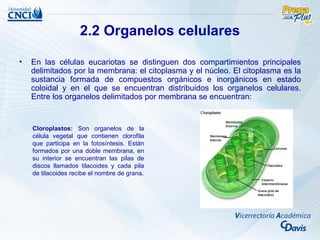 2.2 Organelos celulares

•   En las células eucariotas se distinguen dos compartimientos principales
    delimitados por la membrana: el citoplasma y el núcleo. El citoplasma es la
    sustancia formada de compuestos orgánicos e inorgánicos en estado
    coloidal y en el que se encuentran distribuidos los organelos celulares.
    Entre los organelos delimitados por membrana se encuentran:


    Cloroplastos: Son organelos de la
    célula vegetal que contienen clorofila
    que participa en la fotosíntesis. Están
    formados por una doble membrana, en
    su interior se encuentran las pilas de
    discos llamados tilacoides y cada pila
    de tilacoides recibe el nombre de grana.
 