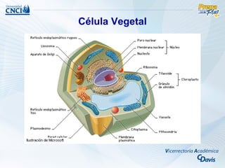 Célula Vegetal
 