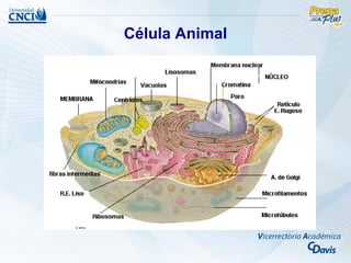 Célula Animal
 