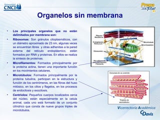 Organelos sin membrana

•   Los principales organelos que no están
    delimitados por membrana son:
•   Ribosomas: Son gránulos citoplasmáticos, con
    un diámetro aproximado de 23 nm, algunas veces
    se encuentran libres y otras adheridas a la pared
    externa del retículo endoplásmico, están
    formados por RNA y proteínas. En ellos se realiza
    la síntesis de proteínas.
•   Microfilamentos: Formados principalmente por
    la proteína actina, tienen una importante función
    en los movimientos celulares.
•   Microtúbulos: Formados principalmente por la
    proteína tubulina, participan en la estructura y
    función de los centrómeros, en las fibras del huso
    mitósico, en los cilios y flagelos, en los procesos
    de endocitosis y exocitosis.
•   Centriolos: Pequeños cuerpos localizados cerca
    del núcleo, están especialmente en la celula
    animal, cada uno está formado de un conjunto
    cilíndrico que consta de nueve grupos triples de
    microtúbulos.
 