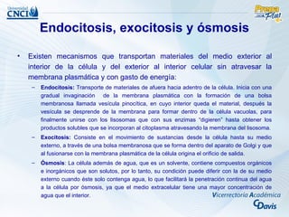 Endocitosis, exocitosis y ósmosis

•   Existen mecanismos que transportan materiales del medio exterior al
    interior de la célula y del exterior al interior celular sin atravesar la
    membrana plasmática y con gasto de energía:
     –   Endocitosis: Transporte de materiales de afuera hacia adentro de la célula. Inicia con una
         gradual invaginación de la membrana plasmática con la formación de una bolsa
         membranosa llamada vesícula pinocítica, en cuyo interior queda el material, después la
         vesícula se desprende de la membrana para formar dentro de la célula vacuolas, para
         finalmente unirse con los lisosomas que con sus enzimas “digieren” hasta obtener los
         productos solubles que se incorporan al citoplasma atravesando la membrana del lisosoma.
     –   Exocitosis: Consiste en el movimiento de sustancias desde la célula hasta su medio
         externo, a través de una bolsa membranosa que se forma dentro del aparato de Golgi y que
         al fusionarse con la membrana plasmática de la célula origina el orificio de salida.
     –   Ósmosis: La célula además de agua, que es un solvente, contiene compuestos orgánicos
         e inorgánicos que son solutos, por lo tanto, su condición puede diferir con la de su medio
         externo cuando éste solo contenga agua, lo que facilitará la penetración continua del agua
         a la célula por ósmosis, ya que el medio extracelular tiene una mayor concentración de
         agua que el interior.
 