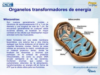 Organelos transformadores de energía

Mitocondrias:
  Son cuerpos generalmente ovoides o
  cilíndricos de aproximadamente 0.5 a 1 µm de
  diámetro y una longitud de más de 7 µm. Se
  encuentran generalmente en cualquier célula
  eucariota aerobia, se localizan en mayor
  cantidad en las células que desempeñan mayor
  actividad como las musculares.

  Están formadas por una doble membrana
  lipoprotéica, una externa lisa y otra interna
  replegad que forma dobleces en el interior del
  organelo llamados crestas. Dentro de estas
  crestas se encuentra la matriz, constituida por
  un material proteínico denso, donde se
  localizan los ribosomas y enzimas que
  participan en la síntesis de proteínas
  mitocondriales, así como su propio DNA
  circular semejante al de las bacterias.
  Contienen     enzimas       que     oxidan    los
  carbohidratos obtenidos de la alimentación,
  transformandolos en energía útil en forma de
  ATP que la célula utiliza para sus funciones.
 
