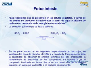 Fotosíntesis

•   “Las reacciones que se presentan en las células vegetales, a través de
    las cuales se producen carbohidratos a partir de agua y bióxido de
    carbono en presencia de la energía luminosa del sol”
•   La ecuación química que se lleva a cabo es:

         6CO2 + 6 H2O                                  C6H12O6 + 6O2
                                    Energía luminosa

                                       Clorofila




•   En las parte verdes de los vegetales, especialmente en las hojas, se
    localizan dos tipos de clorofila: clorofila a y clorofila b. Este pigmento tiene
    la capacidad de absorber la energía luminosa del sol, propiciando la
    transferencia de electrones en los compuestos. La clorofila a es el
    compuesto implicado en forma directa en las reacciones de la energía
    lumínica, en tanto que la clorofila b no participa directamente.
 
