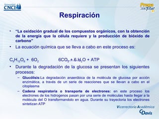 Respiración

•   “La oxidación gradual de los compuestos orgánicos, con la obtención
    de la energía que la célula requiere y la producción de bióxido de
    carbono”
• La ecuación química que se lleva a cabo en este proceso es:

C6H12O6 + 6O2                6CO2 + 6 H2O + ATP
• Durante la degradación de la glucosa se presentan los siguientes
  procesos:
    – Glucólisis:La degradación anaeróbica de la molécula de glucosa por acción
      enzimática, a través de un serie de reacciones que se llevan a cabo en el
      citoplasma
    – Cadena respiratoria o transporte de electrones: en este proceso los
      electrones de los hidrogenos pasan por una serie de moléculas hasta llegar a la
      molécula del O transformandolo en agua. Durante su trayectoria los electrones
      sintetizan ATP
 