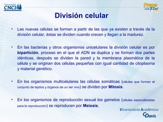 División celular
•   Las nuevas células se forman a partir de las que ya existen a través de la
    división celular, éstas se dividen cuando crecen y llegan a la madurez.


•   En las bacterias y otros organismos unicelulares la división celular es por
    bipartición, proceso en el que el ADN se duplica y se forman dos partes
    idénticas, después se dividen la pared y la membrana plasmática de la
    célula y se originan dos células pequeñas con igual cantidad de citoplasma
    y material genético.


•   En los organismos multicelulares las células somáticas (células         que forman el
    conjunto de tejidos y órganos de un ser vivo) se dividen por Mitosis.



•   En los organismos de reproducción sexual los gametos (células           especializadas
    para la reproducción) se reproducen por Meiosis.
 