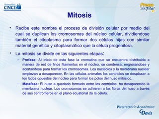 Mitosis
• Recibe este nombre el proceso de división celular por medio del
  cual se duplican los cromosomas del núcleo celular, dividiendose
  también el citoplasma para formar dos células hijas con similar
  material genético y citoplasmático que la célula progenitora.
• La mitosis se divide en las siguientes etapas:
    – Profase: Al inicio de esta fase la cromatina que se encuentra distribuida a
      manera de red de finos filamentos en el núcleo, se condensa, engrosandose y
      acortandose para formar los cromosomas. Los nucleolos y la membrana nuclear
      empiezan a desaparecer. En las células animales los centriolos se desplazan a
      los lados opuestos del núcleo para formar los polos del huso mitósico.
    – Metafase: El huso a quedado formado entre los centriolos, ha desaparecido la
      membrana nuclear. Los cromosomas se adhieren a las fibras del huso a través
      de sus centrómeros en el plano ecuatorial de la célula.
 