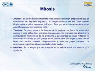 Mitosis

– Anafase: Se divide cada centrómero y las fibras se contraen propiciando que las
  cromátidas se separen siguiendo el desplazamiento de sus centrómeros,
  dirigiendose a polos opuestos del huso. Aquí ya se le puede nombrar a las
  cromátidas como cromosomas hijos.
– Telofase: En esta etapa a la inversa de la profase se forma la membrana
  nuclear a cada célula hija, aparecen los nucleolos, los cromosomas adquieren la
  configuración filamentosa de la cromatina y desaparece en huso mitósico. El
  citoplasma se divide en dos partes en el centro para dar origen a dos células
  hijas con similar material citoplasmático y con un juego completo de
  cromosomas igual que el que poseia la célula madre.
– Interfase: Es la etapa que se presenta en la célula entre una división y la
  siguiente.
 