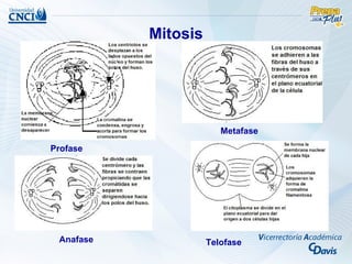 Mitosis




                        Metafase

Profase




 Anafase             Telofase
 