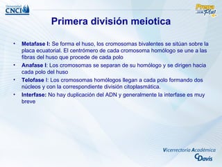 Primera división meiotica

•   Metafase I: Se forma el huso, los cromosomas bivalentes se sitúan sobre la
    placa ecuatorial. El centrómero de cada cromosoma homólogo se une a las
    fibras del huso que procede de cada polo
•   Anafase I: Los cromosomas se separan de su homólogo y se dirigen hacia
    cada polo del huso
•   Telofase I: Los cromosomas homólogos llegan a cada polo formando dos
    núcleos y con la correspondiente división citoplasmática.
•   Interfase: No hay duplicación del ADN y generalmente la interfase es muy
    breve
 