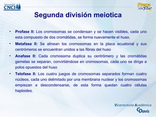 Segunda división meiotica

•   Profase II: Los cromosomas se condensan y se hacen visibles, cada uno
    esta compuesto de dos cromátidas, se forma nuevamente el huso.
•   Metafase II: Se alinean los cromosomas en la placa ecuatorial y sus
    centrómeros se encuentran unidos a las fibras del huso
•   Anafase II: Cada cromosoma duplica su centrómero y las cromátidas
    gemelas se separan, convirtiéndose en cromosomas, cada uno se dirige a
    polos opuestos del huso
•   Telofase II: Los cuatro juegos de cromosomas separados forman cuatro
    núcleos, cada uno delimitado por una membrana nuclear y los cromosomas
    empiezan a descondensarse, de esta forma quedan cuatro células
    haploides.
 