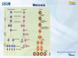 Meiosis
 