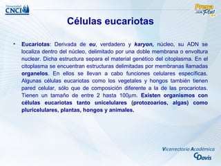 Células eucariotas

•   Eucariotas: Derivada de eu, verdadero y karyon, núcleo, su ADN se
    localiza dentro del núcleo, delimitado por una doble membrana o envoltura
    nuclear. Dicha estructura separa el material genético del citoplasma. En el
    citoplasma se encuentran estructuras delimitadas por membranas llamadas
    organelos. En ellos se llevan a cabo funciones celulares específicas.
    Algunas células eucariotas como los vegetales y hongos también tienen
    pared celular, sólo que de composición diferente a la de las procariotas.
    Tienen un tamaño de entre 2 hasta 100µm. Existen organismos con
    células eucariotas tanto unicelulares (protozoarios, algas) como
    pluricelulares, plantas, hongos y animales.
 